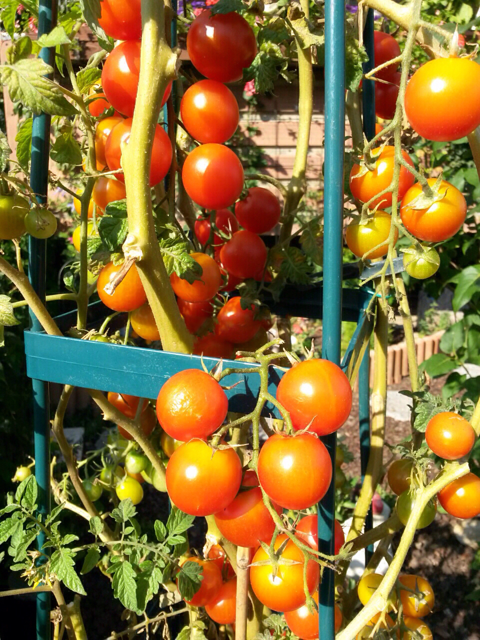 Tomaten