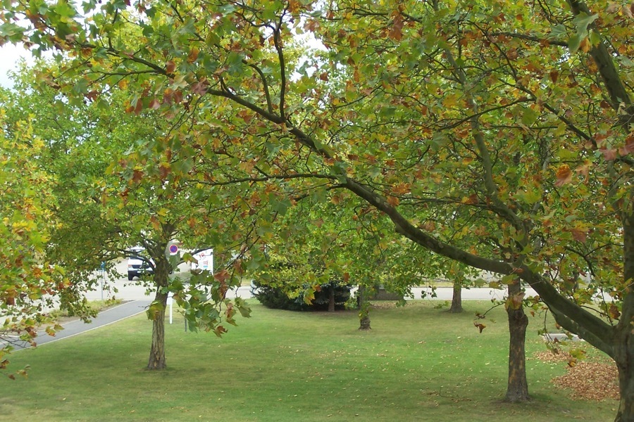 Herbst im Siemens Industriepark Karlsruhe