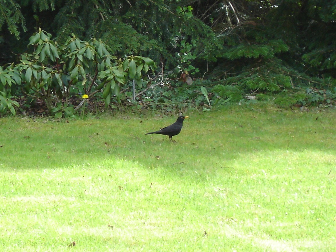 Amsel im Garten