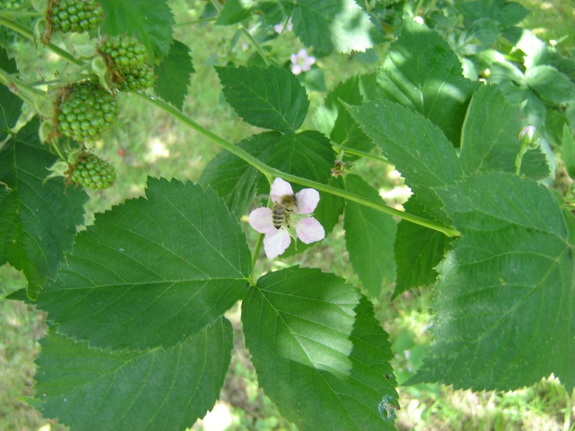 Bienchen