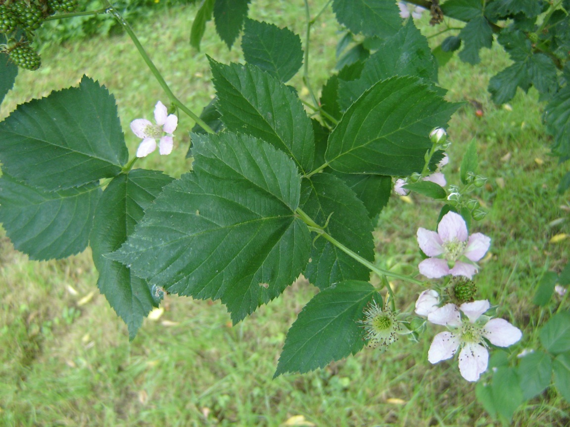 Brombeer