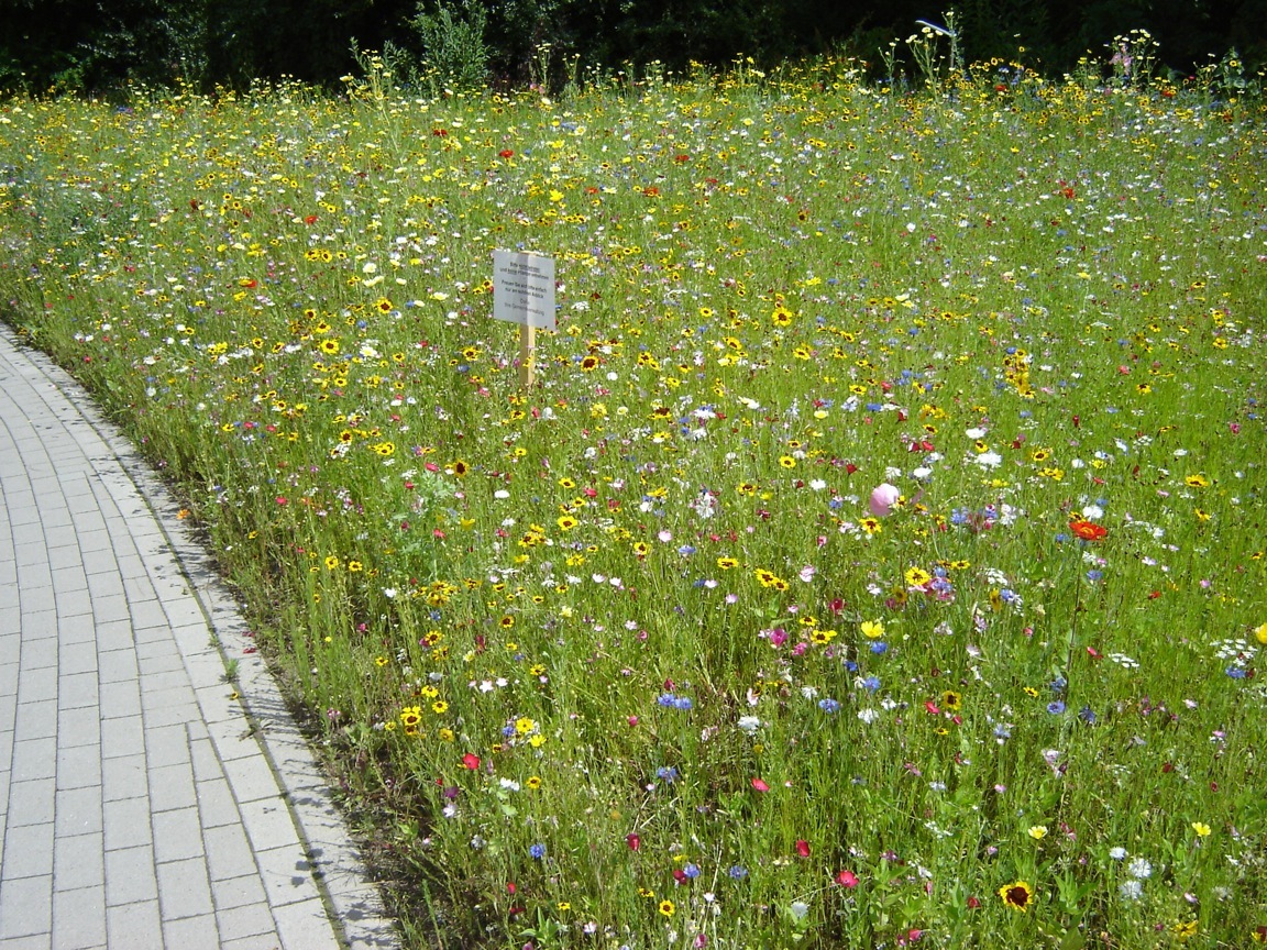 Blumenwiese