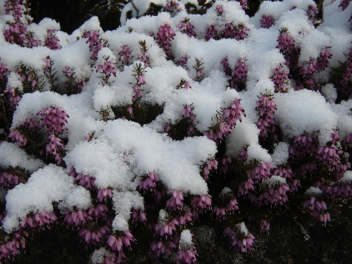 Winterheide